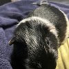 Two Five Year Old Male Bonded Pair
