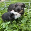 Fig &amp;amp; Pibb- Bonded Males
