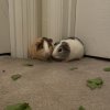 3 Sweet Male Piggies Need a new Home