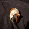 Rehoming baby Guinea Pig(3weeks)