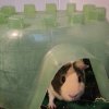 2 male guinea pigs need a good home