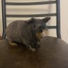 Hairless Guinea Pig