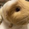Bonded pair of male guinea pigs about 1 year
