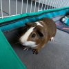 Adolescent Male Guinea Pigs | 6 months old