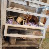Boy Guinea Pig needs a new forever home