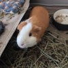 2 Adorable male Guinea pigs.