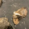 Cute social Bonded Male Guinea Pigs