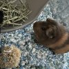 2 Female Guinea Pugs for adoption