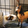 Two aister guinea pigs for adoption