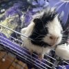 Two male guinea pigs