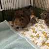 2 Female Abnyssian guinea pigs and foods