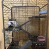 Male Guinea Pig in need of new home