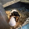 2 Guinea Pig sisters for adoption