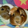 Critter Corral Guinea Pig Rescue