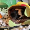 Male Guinea Pig in need of new home