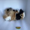 10 Week Old Male Guinea Pig