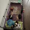 4 Sweet Female Piggies Rehome Needed