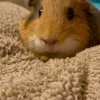 3 bonded female Guinea Pigs