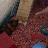 Two Male Guinea Pigs ~ Need Loving Home