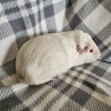 Hedwig, 3 year old female