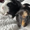 One Year Old Guinea Pigs Male Bonded Pair