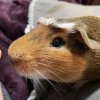 Two male guinea pigs