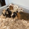 6 week old guinea pigs ready for new homes!