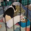 Need to rehome several guinea pigs