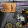 2 guinea pig boys