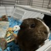 2 sweethearts guinea pig who need a home