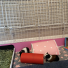 Two girls looking for their forever home