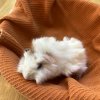 Baby Guinea Pigs