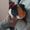 My caring Guinea