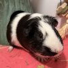 Oreo and Mocha - 2 male piggies