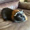 M/F Adolescent/Baby Guineas