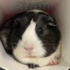 Two female Guinea Pigs need REHOMING