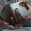 My caring Guinea