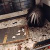 Getting rid of my two female long hair pigs