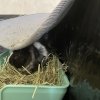 Two female guinea pigs ready for adoption!