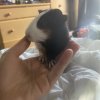 Two Bonded Female American Guinea Pigs l