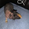3 Male Hairless Guinea Pigs For Sale