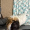 3 male guinea pigs looking for new home