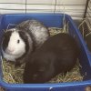 2 Bonded Male Guinea Pigs