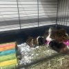 8 week old Guinea Pigs in Need of home ASAP