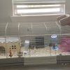 Two males with cage. Bonded duo.
