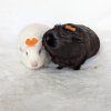 Momo - Female guinea pig age 4yrs