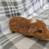 Molly, 6 year old female