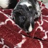 Guinea pigs to good homes
