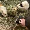Rehoming 3 female guinea pigs - Bonded Trio