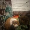 2 Male bonded guinea pigs